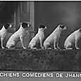 04.  Les Chiens Comédiens de Jhanny